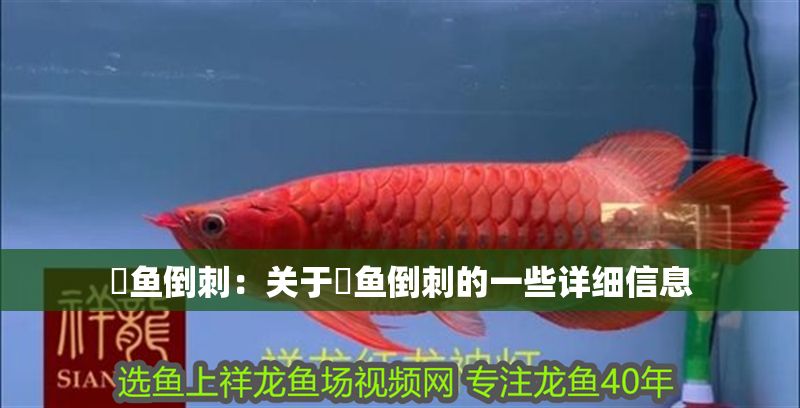 魟魚(yú)倒刺：關(guān)于魟魚(yú)倒刺的一些詳細(xì)信息