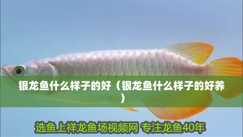 銀龍魚什么樣子的好（銀龍魚什么樣子的好養）