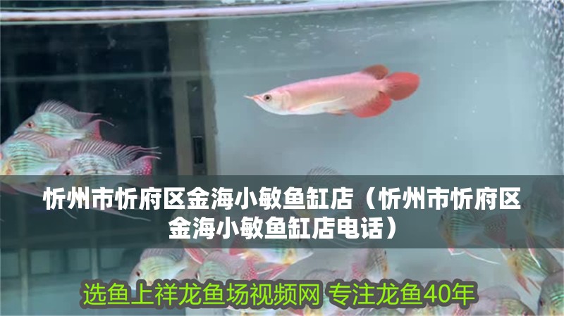 忻州市忻府區金海小敏魚缸店（忻州市忻府區金海小敏魚缸店電話）