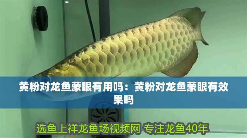 黃粉對龍魚蒙眼有用嗎：黃粉對龍魚蒙眼有效果嗎