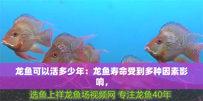 龍魚可以活多少年：龍魚壽命受到多種因素影響，