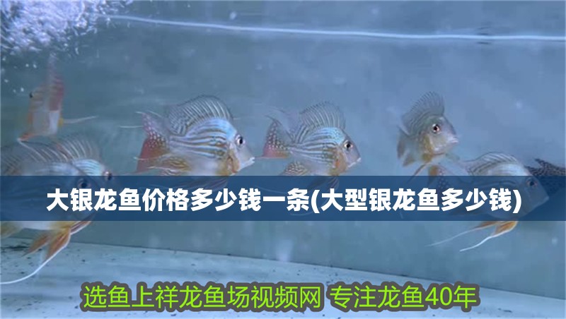 大銀龍魚價格多少錢一條(大型銀龍魚多少錢)