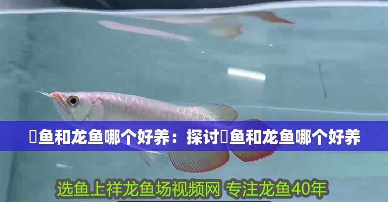 魟魚和龍魚哪個好養：探討魟魚和龍魚哪個好養