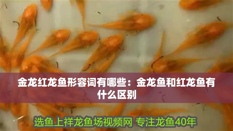 金龍紅龍魚形容詞有哪些：金龍魚和紅龍魚有什么區(qū)別