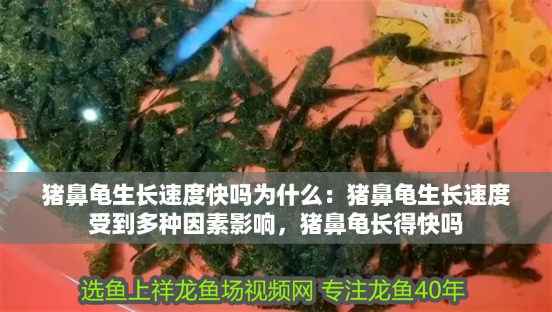 豬鼻龜生長速度快嗎為什么：豬鼻龜生長速度受到多種因素影響，豬鼻龜長得快嗎