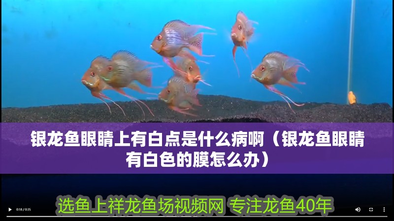 銀龍魚眼睛上有白點(diǎn)是什么病啊（銀龍魚眼睛有白色的膜怎么辦）