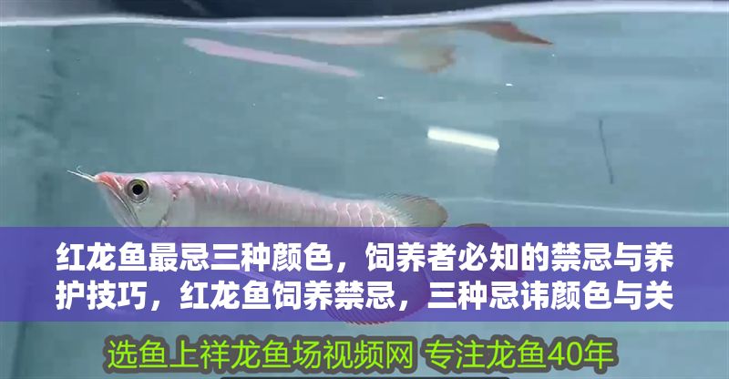 紅龍魚最忌三種顏色，飼養者必知的禁忌與養護技巧，紅龍魚飼養禁忌，三種忌諱顏色與關鍵養護技巧