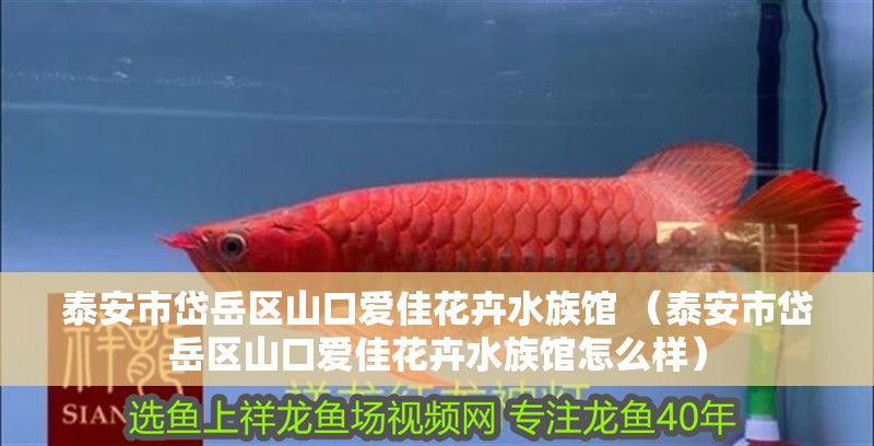 泰安市岱岳區山口愛佳花卉水族館 （泰安市岱岳區山口愛佳花卉水族館怎么樣）