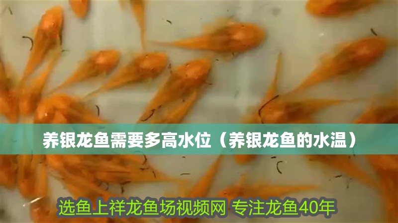 養銀龍魚需要多高水位（養銀龍魚的水溫）