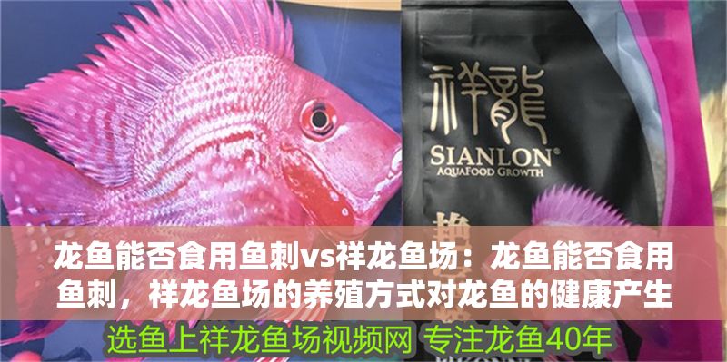 龍魚能否食用魚刺vs祥龍魚場：龍魚能否食用魚刺，祥龍魚場的養(yǎng)殖方式對龍魚的健康產生影響