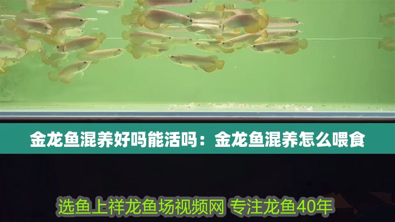 金龍魚混養(yǎng)好嗎能活嗎：金龍魚混養(yǎng)怎么喂食
