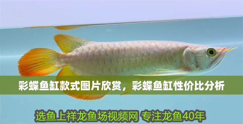彩蝶魚缸款式圖片欣賞，彩蝶魚缸性價比分析