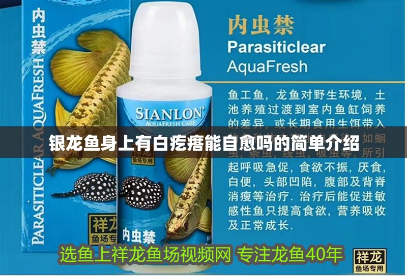 銀龍魚身上有白疙瘩能自愈嗎的簡單介紹