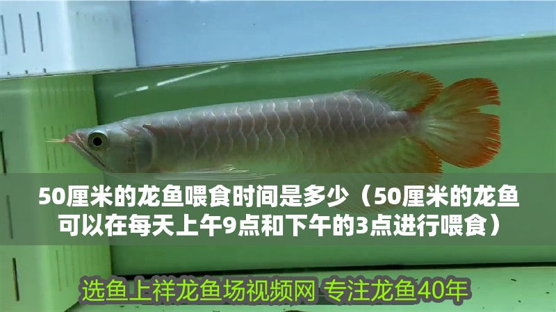 50厘米的龍魚喂食時間是多少（50厘米的龍魚可以在每天上午9點和下午的3點進行喂食）
