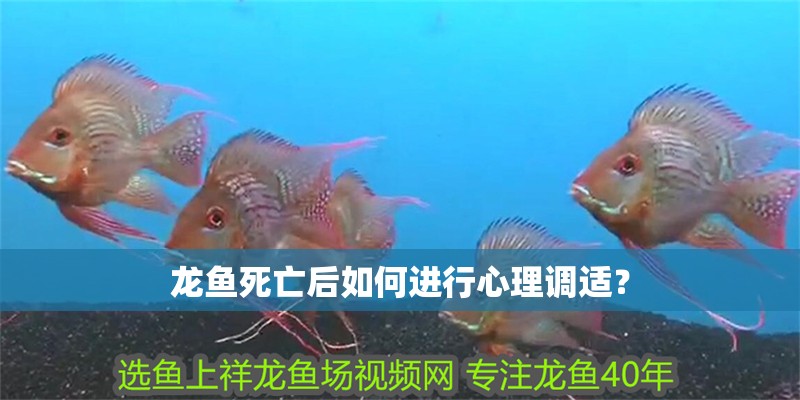 龍魚死亡后如何進行心理調適？