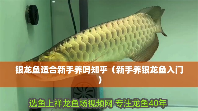 銀龍魚適合新手養嗎知乎（新手養銀龍魚入門）