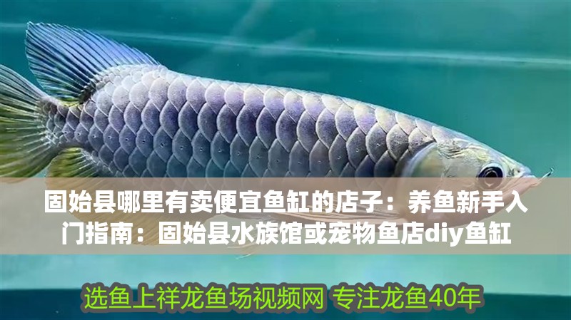 固始縣哪里有賣便宜魚缸的店子：養(yǎng)魚新手入門指南：固始縣水族館或?qū)櫸雉~店diy魚缸