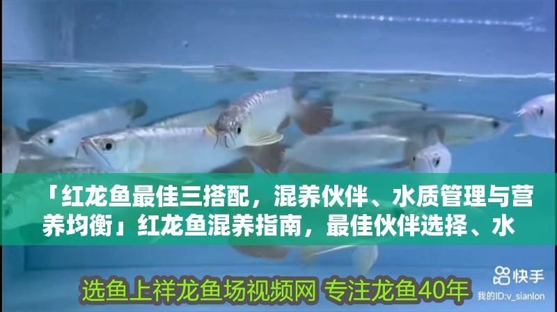 「紅龍魚最佳三搭配，混養伙伴、水質管理與營養均衡」紅龍魚混養指南，最佳伙伴選擇、水質維護與營養搭配