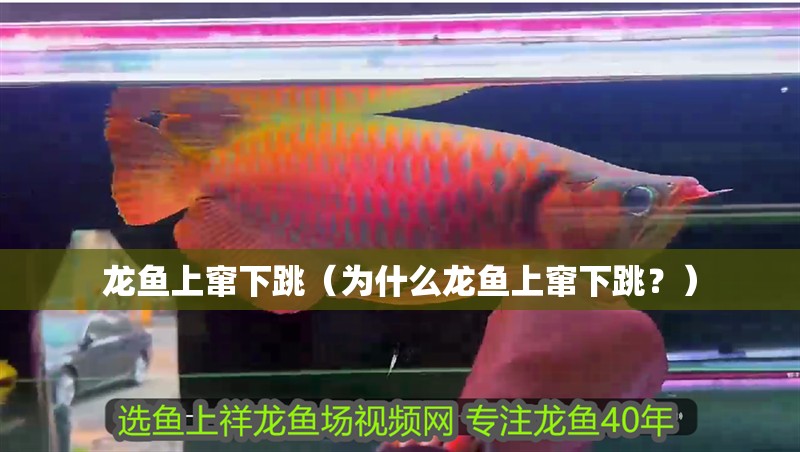 龍魚上竄下跳（為什么龍魚上竄下跳？） 龍魚上竄下跳（為什么龍魚上竄下跳？） 龍魚百科