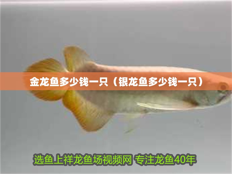 金龍魚多少錢一只（銀龍魚多少錢一只）
