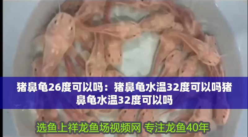 豬鼻龜26度可以嗎:豬鼻龜水溫32度可以嗎豬鼻龜水溫32度可以嗎 豬鼻龜百科 第1張 豬鼻龜26度可以嗎:豬鼻龜水溫32度可以嗎豬鼻龜水溫32度可以嗎 豬鼻龜26度可以嗎:豬鼻龜水溫32度可以嗎豬鼻龜水溫32度可以嗎 豬鼻龜百科 第1張