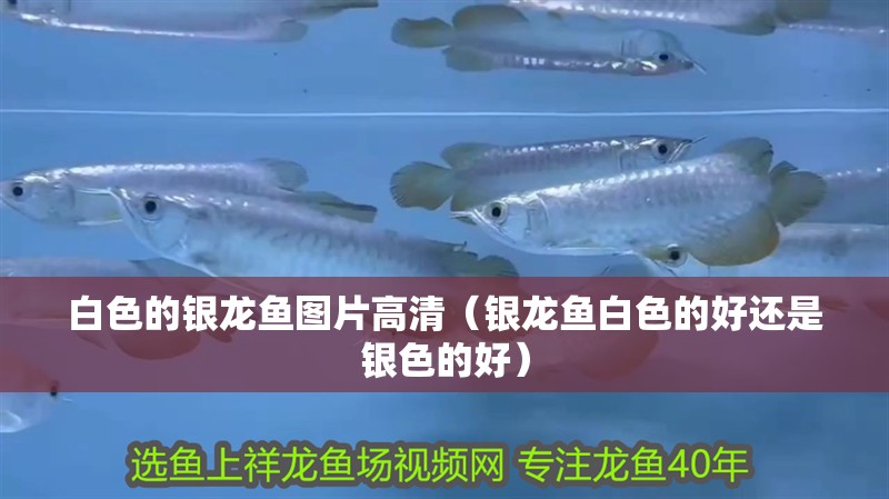 白色的銀龍魚圖片高清（銀龍魚白色的好還是銀色的好）