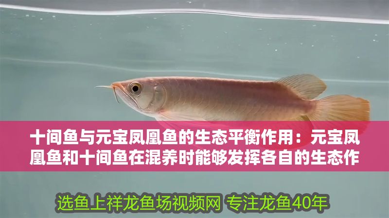 十間魚與元寶鳳凰魚的生態(tài)平衡作用：元寶鳳凰魚和十間魚在混養(yǎng)時能夠發(fā)揮各自的生態(tài)作用