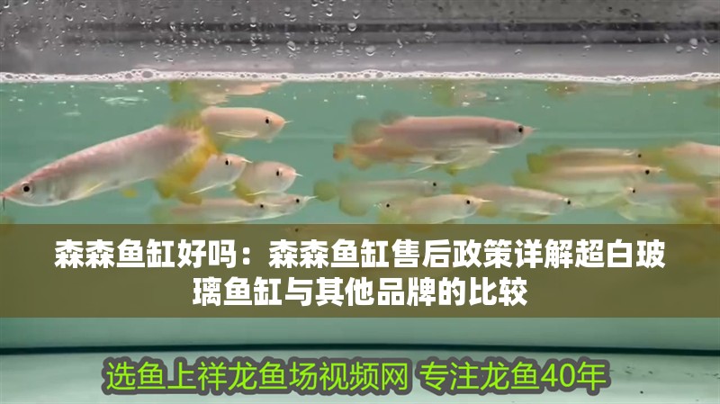 森森魚缸好嗎：森森魚缸售后政策詳解超白玻璃魚缸與其他品牌的比較