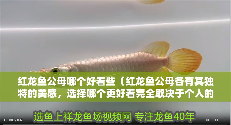 紅龍魚公母哪個好看些（紅龍魚公母各有其獨特的美感，選擇哪個更好看完全取決于個人的喜好和審美標準）