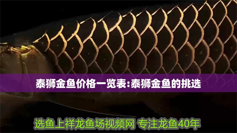 泰獅金魚(yú)價(jià)格一覽表:泰獅金魚(yú)的挑選