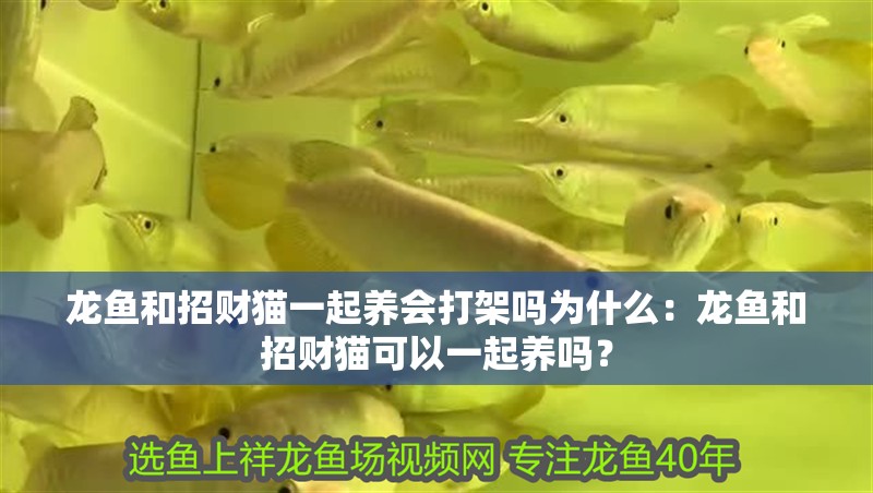 龍魚和招財貓一起養會打架嗎為什么：龍魚和招財貓可以一起養嗎？