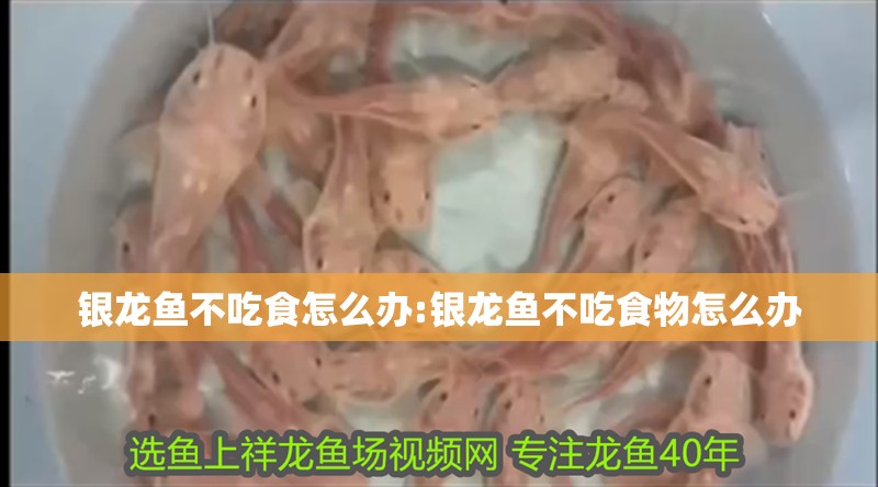 銀龍魚不吃食怎么辦:銀龍魚不吃食物怎么辦