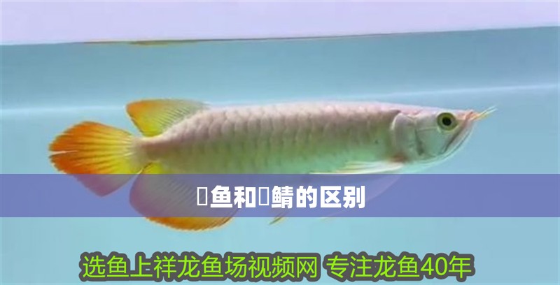 魟魚和魟鯖的區(qū)別