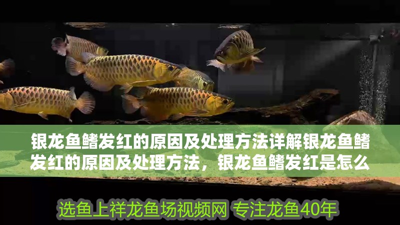 銀龍魚鰭發紅的原因及處理方法詳解銀龍魚鰭發紅的原因及處理方法，銀龍魚鰭發紅是怎么回事