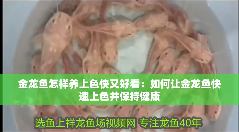 金龍魚怎樣養上色快又好看：如何讓金龍魚快速上色并保持健康