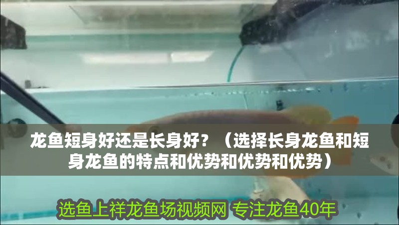 龍魚短身好還是長身好？（選擇長身龍魚和短身龍魚的特點和優勢和優勢和優勢）