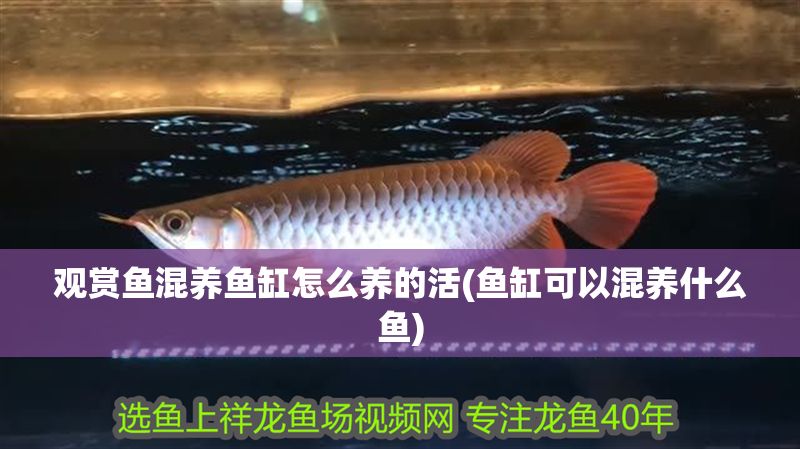 觀賞魚混養(yǎng)魚缸怎么養(yǎng)的活(魚缸可以混養(yǎng)什么魚)
