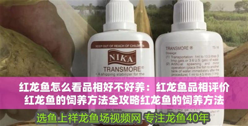 紅龍魚怎么看品相好不好養(yǎng)：紅龍魚品相評價紅龍魚的飼養(yǎng)方法全攻略紅龍魚的飼養(yǎng)方法