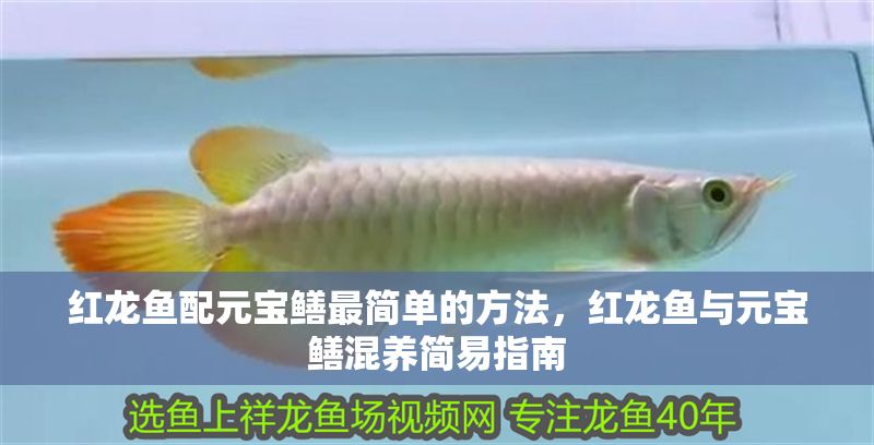 紅龍魚配元寶鱔最簡單的方法，紅龍魚與元寶鱔混養簡易指南