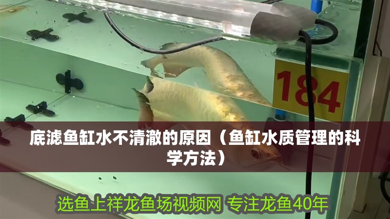 底濾魚(yú)缸水不清澈的原因（魚(yú)缸水質(zhì)管理的科學(xué)方法）
