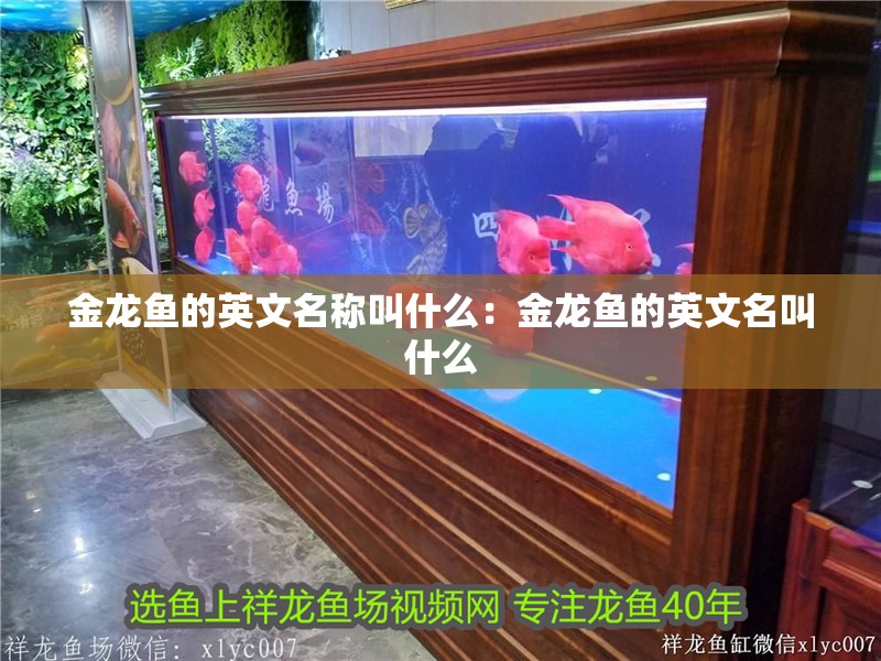 金龍魚的英文名稱叫什么：金龍魚的英文名叫什么