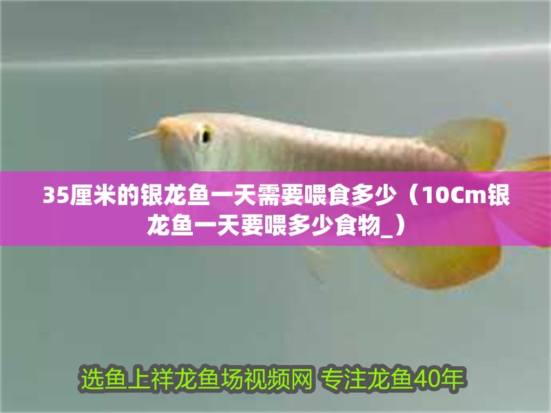 35厘米的銀龍魚一天需要喂食多少（10Cm銀龍魚一天要喂多少食物_）