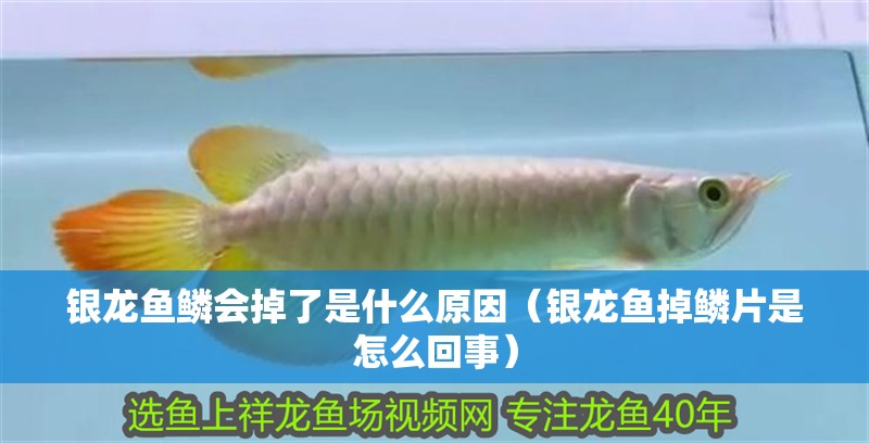 銀龍魚(yú)鱗會(huì)掉了是什么原因（銀龍魚(yú)掉鱗片是怎么回事）