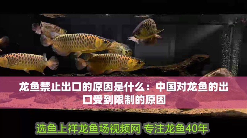 龍魚禁止出口的原因是什么：中國對龍魚的出口受到限制的原因