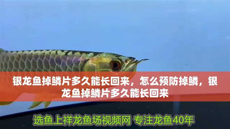 銀龍魚掉鱗片多久能長回來，怎么預防掉鱗，銀龍魚掉鱗片多久能長回來