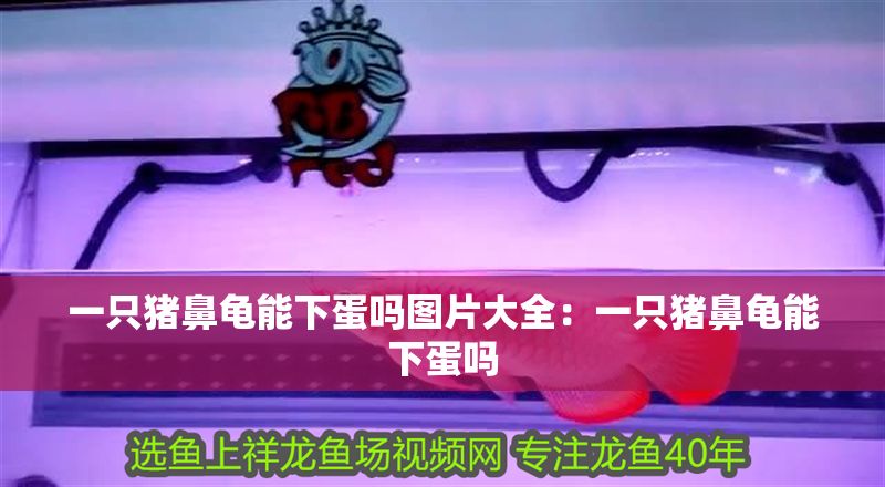 一只豬鼻龜能下蛋嗎圖片大全：一只豬鼻龜能下蛋嗎