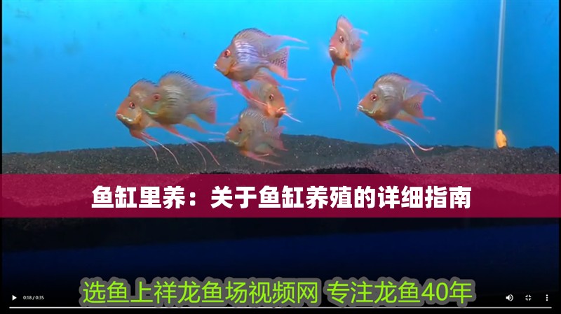 魚缸里養：關于魚缸養殖的詳細指南