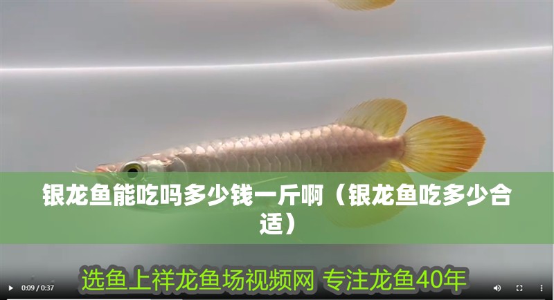 銀龍魚能吃嗎多少錢一斤啊（銀龍魚吃多少合適）