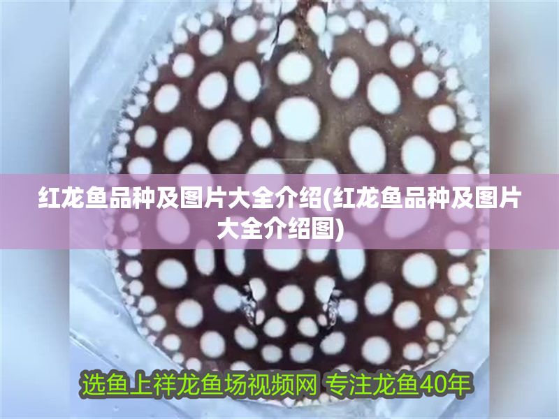 紅龍魚品種及圖片大全介紹(紅龍魚品種及圖片大全介紹圖)