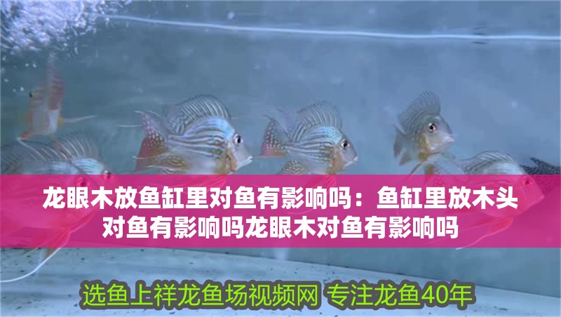 龍眼木放魚缸里對魚有影響嗎：魚缸里放木頭對魚有影響嗎龍眼木對魚有影響嗎